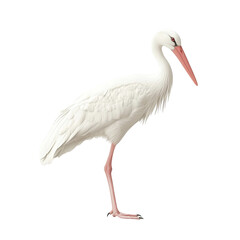 Elegant white stork standing against a plain backdrop displaying feather details