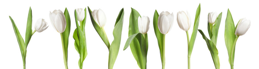 Beautiful tulip flowers on white background, set