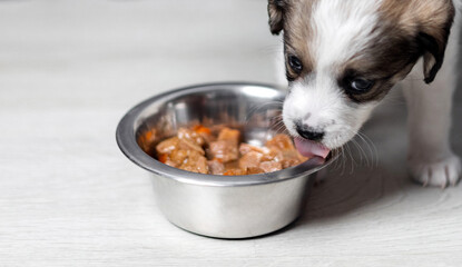 puppy eating wet food inside home on flour. baby dog with muzzle,nose inside bowl, close up, portrait. domestic pet top view. adorable,cute animal looking at camera.