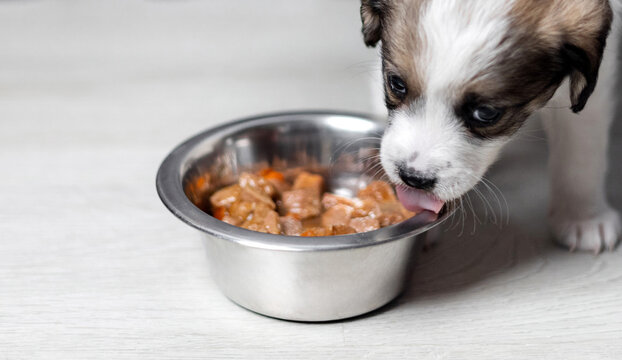 puppy eating wet food inside home on flour. baby dog with muzzle,nose inside bowl, close up, portrait. domestic pet top view. adorable,cute animal looking at camera.