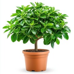 Lush Green Potted Plant with Broad Leaves Against White Background