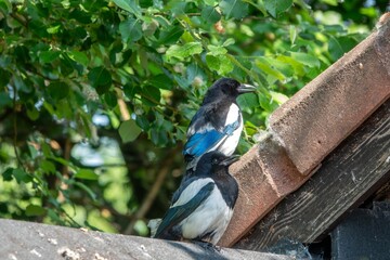 Eurasian magpies perched on a roof with trees in the background