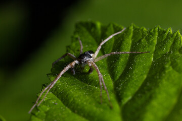 Close-up macro photo of a Pisaura mirabilis spider resting on a vibrant green leaf. Detailed legs and body structure captured in details