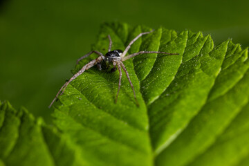Close-up macro photo of a Pisaura mirabilis spider resting on a vibrant green leaf. Detailed legs and body structure captured in details