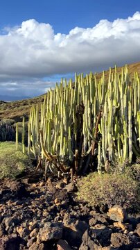 Beautiful view of Montana Pelada natural park with Euphorbia canariensis or Cardon canario cactus plant in the foreground.Tenerife,Canary Islands,Spain,vertical video