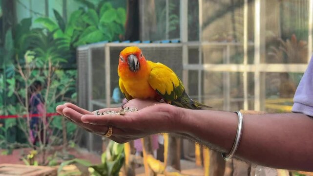 Man feeding seeds for the beautiful sun conure yellow, red vibrant bird sitting on the men's hand and enjoying seeds