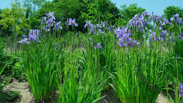 Iris sibirica My Love Sibirische Schwertlilie