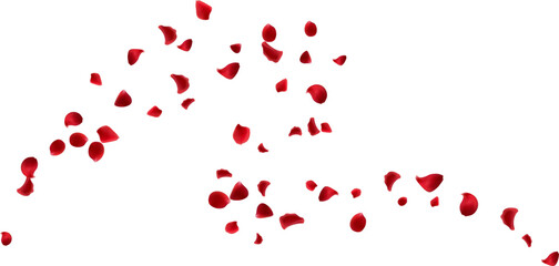 Organic beautiful aroma with red rose petals flying isolated element decorative
