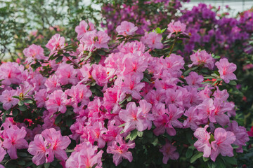 Fototapeta premium Bright pink azalia flowers blooming