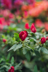 Azalea Flowers in a Greenhouse.