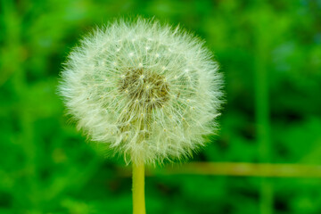 Photo of Dandelion; background closeup wallpaper.