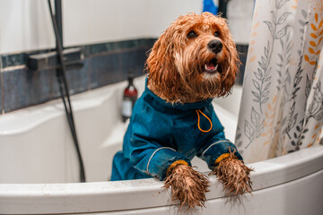A dirty Kawapoo or Labradoodle dog in the bathroom after a walk. Close-up of a curly brown poodle.