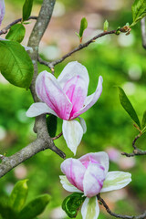 Obraz premium Blooming magnolia flowers in springtime garden showcasing vibrant colors
