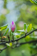 Fototapeta premium Budding flower in spring bloom surrounded by green leaves and soft light