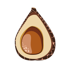 Salak snake fruit cut with pit botanical vector illustration 