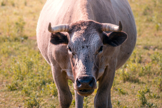 Close up of a Horned Cow in a Pasture on a Sunny Day