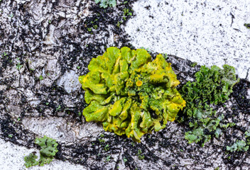 Several types of crustose lichen on concrete hydraulic structures on the beach of the Black Sea,...