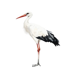 Fototapeta premium Elegant Watercolor Stork Illustration Against a Clean White Backdrop