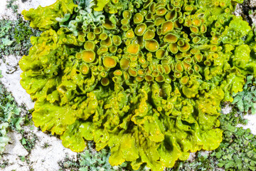 Xanthoria parietina with reproductive organs and other different types of crustose lichen