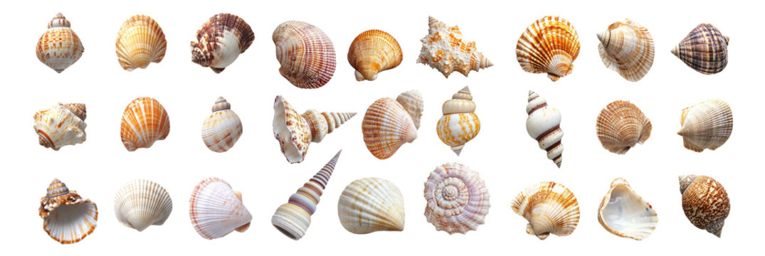 Assorted Colorful Seashells on White Background for Beach Decor, Isolated on Transparent, white background