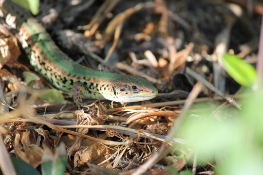 Balkan green lizard (Lacerta trilineata) resting among dry leaves, twigs, and vegetation in its natural habitat in Greece. This colourful European lizard displays green and brown markings that provide
