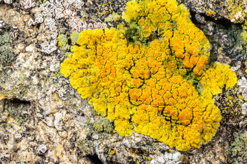 Several types of crustose lichen on concrete hydraulic structures on the beach of the Black Sea,...