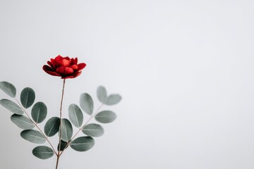 Fototapeta premium Single Red Flower with Green Leaves - A single, dark red flower with green leaves against a white background. Simple, elegant, and minimalist
