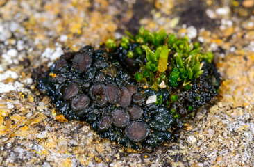 Black crustose lichen with reproductive organs growing on coastal rocks