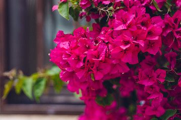 Bright magenta bougainvillea blooms in full color outdoors.