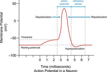 Nervous System - Diagram of transmission of nerve impulses. Impulse Conduction in Axons. Relationship to membrane voltage over time.