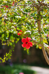 Obraz premium Red hibiscus flower blooming on a sunlit tree branch surrounded by green foliage.