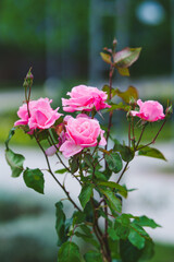  Beautiful bunch of pink roses in full bloom outdoors.