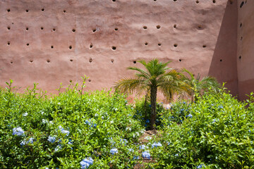 Close up of Marrakech's iconic pink medina wall with pigeon holes, framed by flowering greenery with dwarf palm below