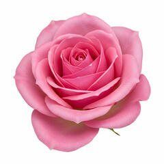 Pink Rose Flower Image: High-Res Stock Photo