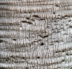 The bark of a tree is rough and has many holes