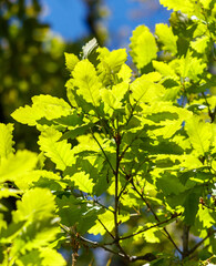 A tree with green leaves is in the sunlight