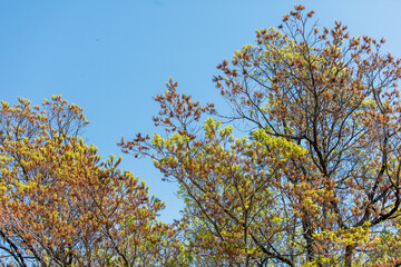 The trees are bare and the sky is blue