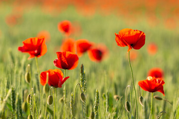 Obraz premium Red poppies blooming in a green field in Masuria, Poland.