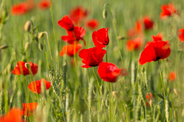 Fototapeta premium Red poppies blooming in a green field in Masuria, Poland.