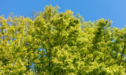 A tree with green leaves is in the middle of a blue sky