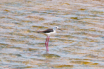 Black-winged stilt stands in rippling shallow water with long pink legs.