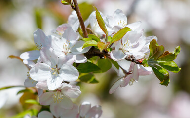 Obraz premium A branch of a tree with white flowers