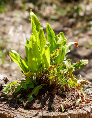 A small plant is growing in the dirt