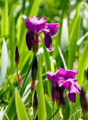 Three purple flowers are in a field of green grass