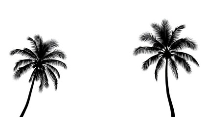 palm tree on white background