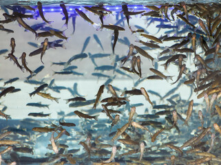 A tank full of fish with a blue background