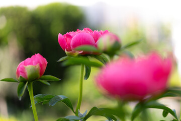 Close-up of  red and pink peony blossoms in full bloom - paeonia