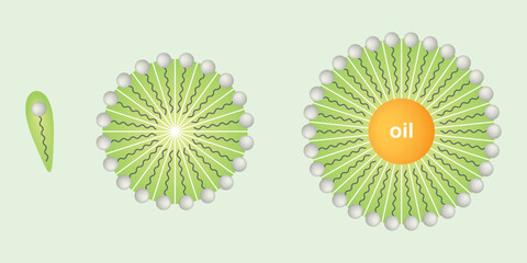 Detergents forming micelles with oil droplet. Soap molecules come together to form micelles.