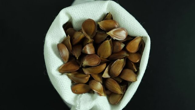 Beechnuts of a European beech tree (Fagus sylvatica) with distinctive spiky husks. Roasted Beech nuts uses in alternative medicine for improvements in male potency.