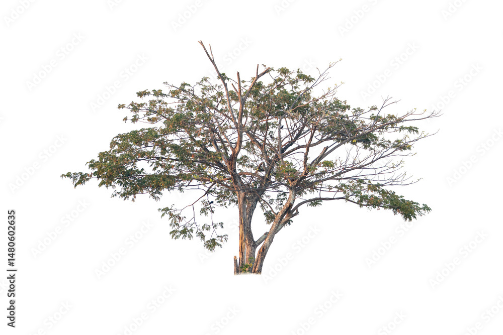 Poster tree isolated on white background full depth of field